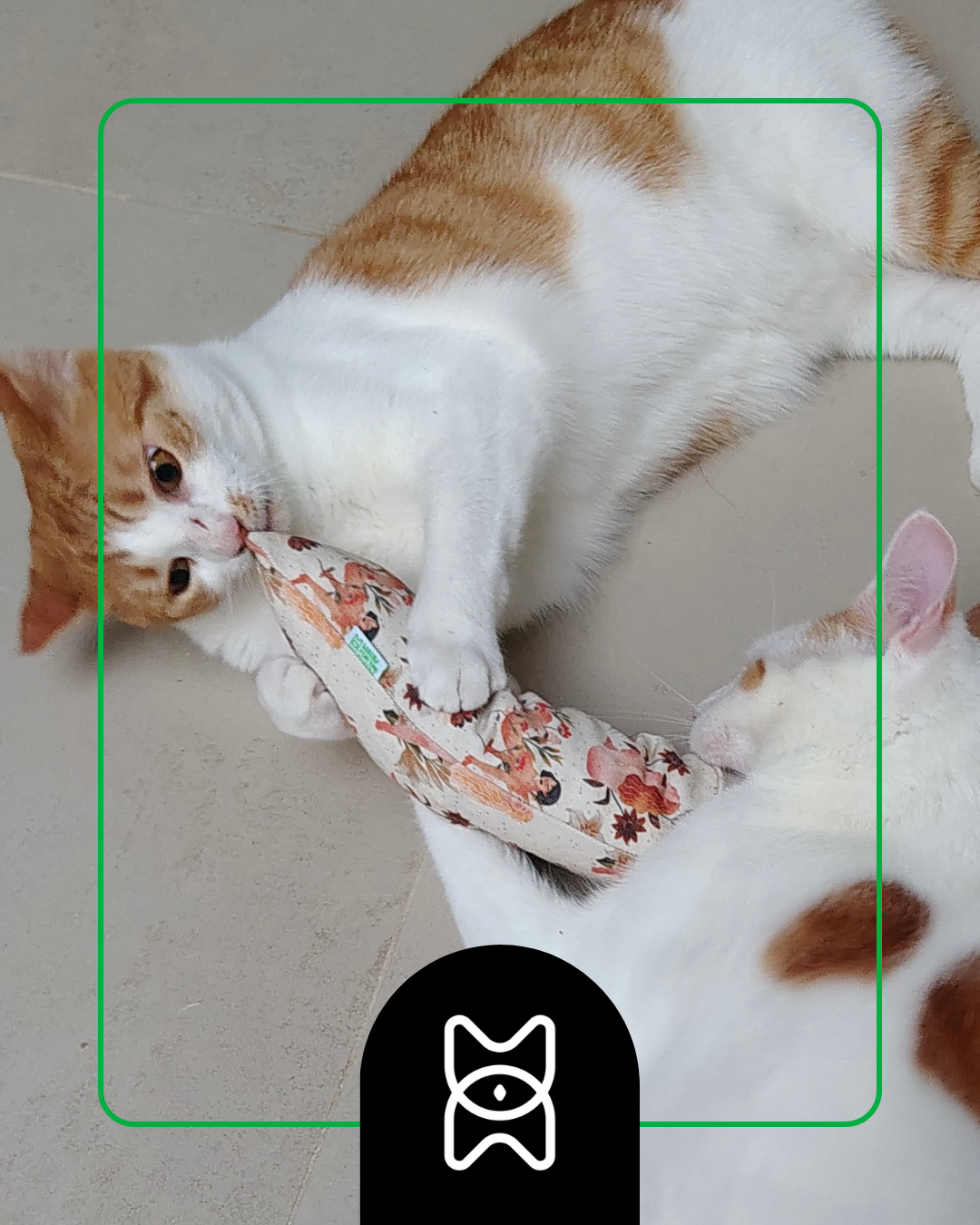 All catkicks