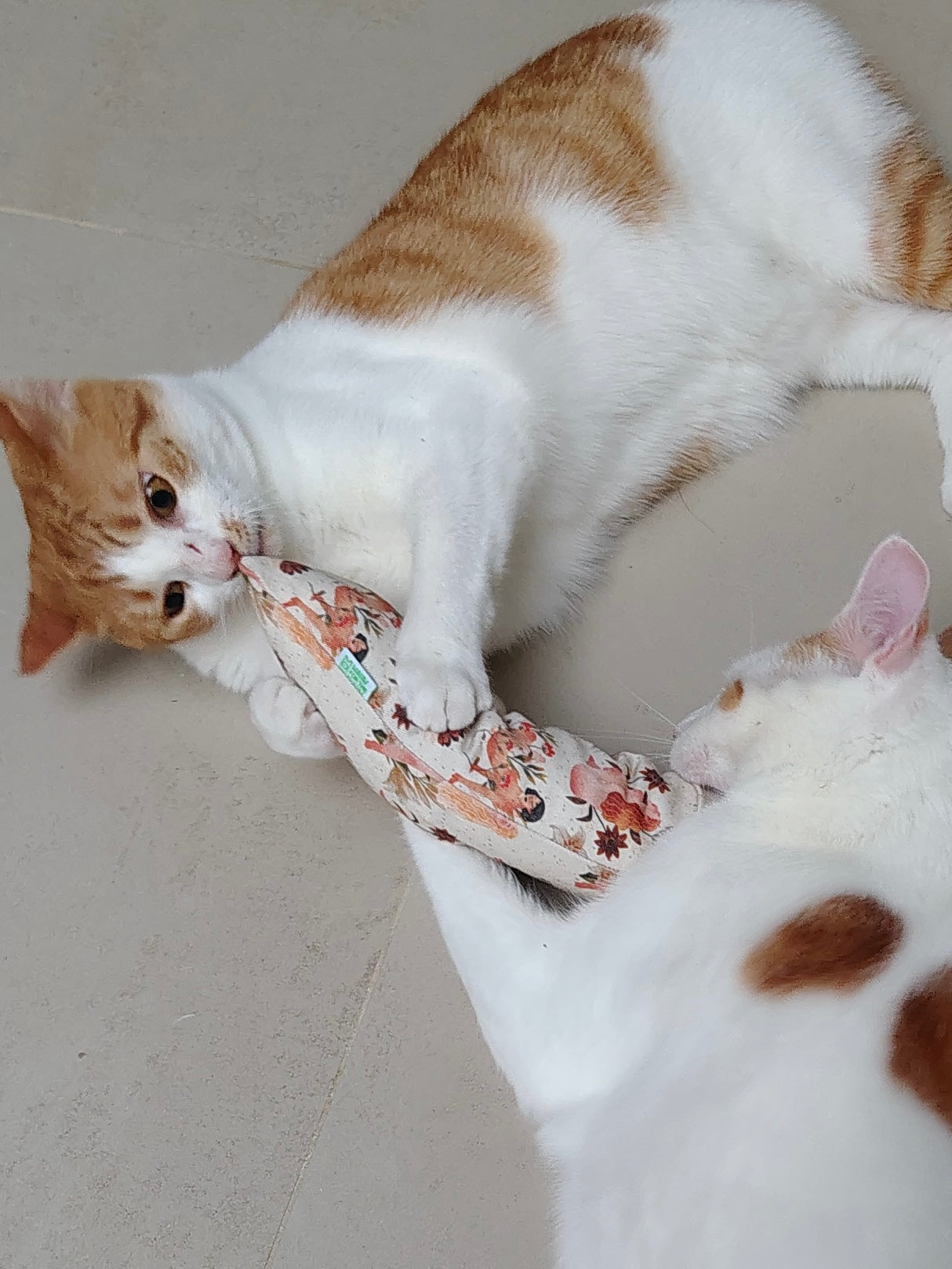 katten spelen met de catkick 'the girls and their bushes' van wauw for the miauw