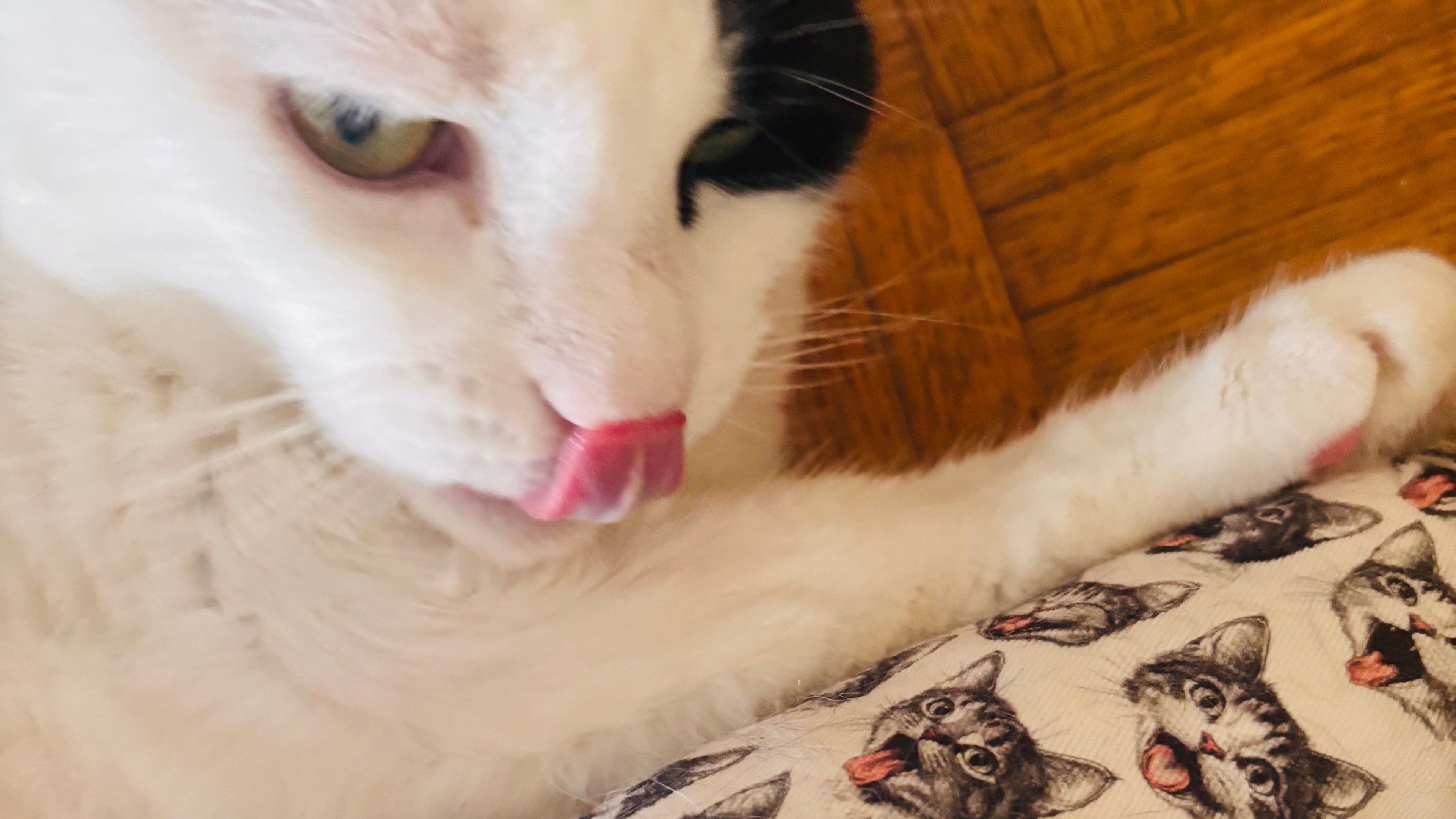 the cheeky haha cats