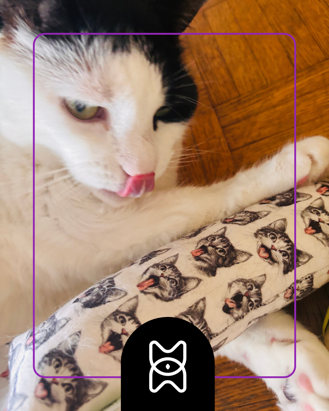 the cheeky haha cats